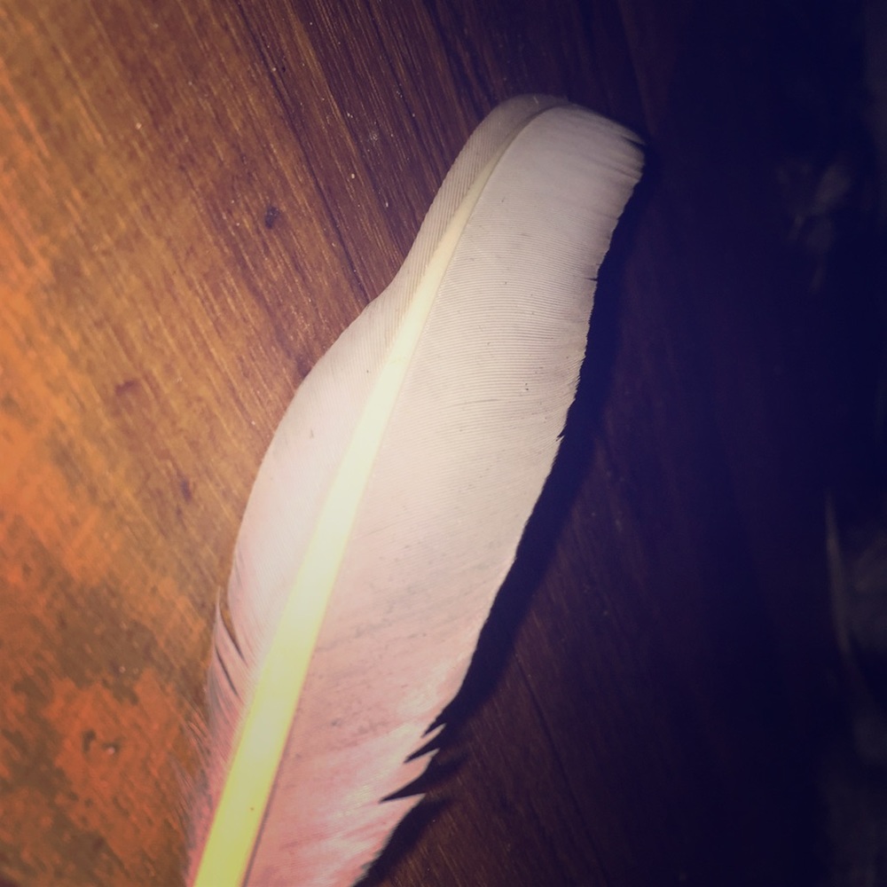 Any color you want ever how many you want feathers